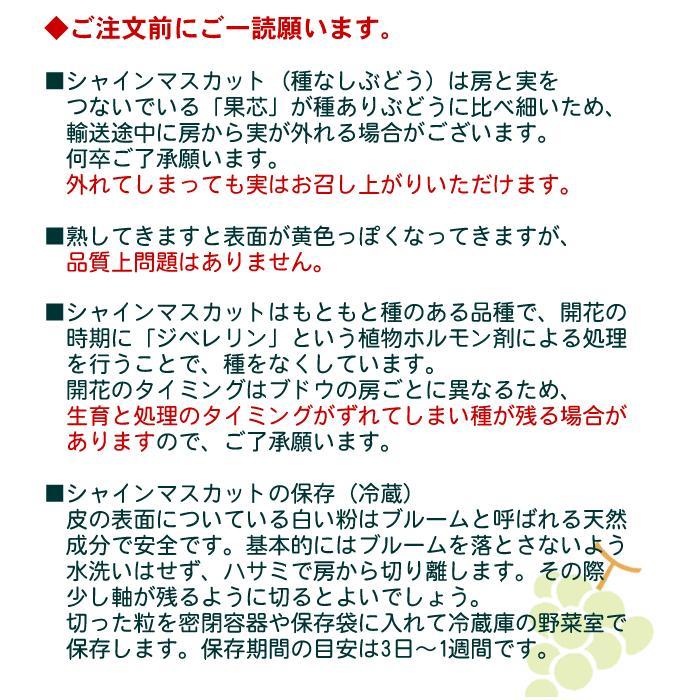 シャインマスカット 大房 2房 化粧箱入 秋田産 大粒 ぶどう 出荷期間9月中旬〜10月下旬 |  | 06