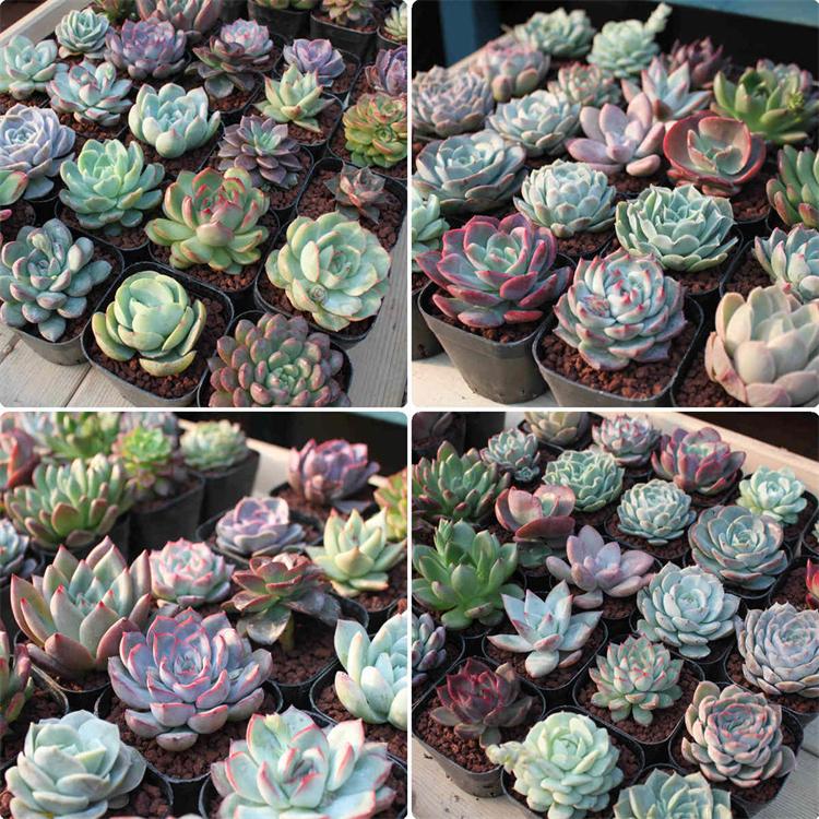 多肉植物 観葉植物 インテリア 10株 抜き苗 おまかせセット 人気植物 プレゼント 多肉植物 ネームプレート付き Drzw 026 おうかストア 通販 Yahoo ショッピング