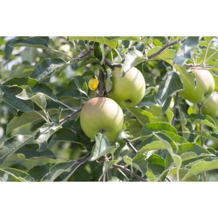 【機能性表示食品】ウエストキュート　ダイエットサポート |  | 01