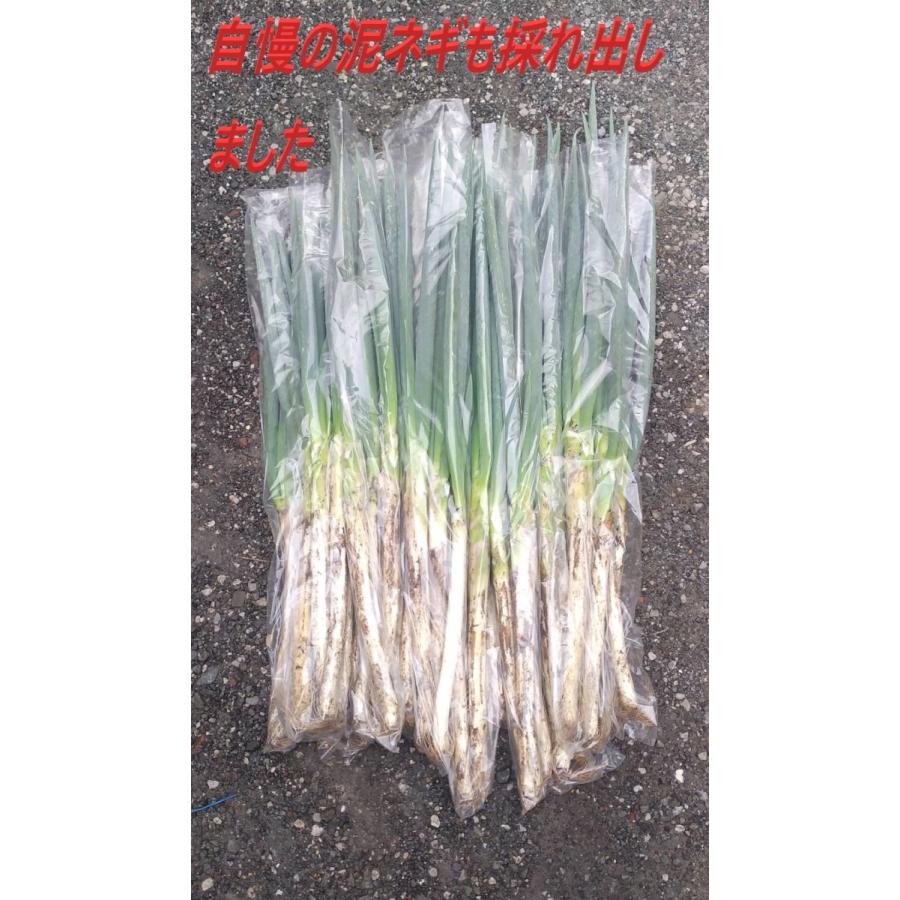 旬の野菜セット80（8〜10種）｜oumasan-club｜06