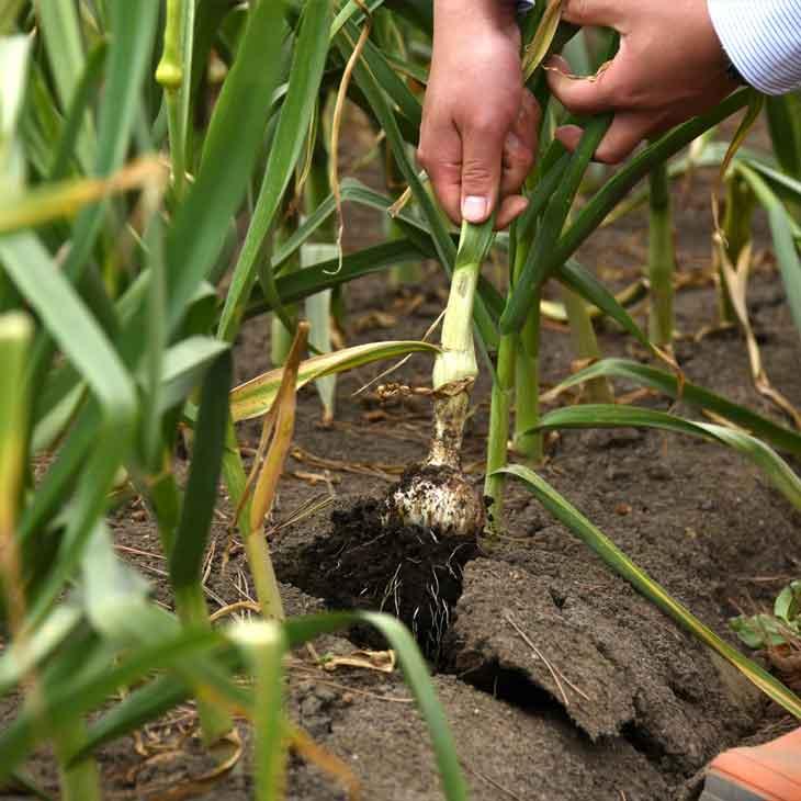 黒にんにく 青森県産 訳あり 熟成発酵黒にんにく 1.6kg(1.4kg＋200g増量) にんにく ニンニク 黒ニンニク｜outlet-f｜05