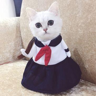 Yペットコスプレ 猫用コスチューム 浦島太郎 桃太郎武士 学ラン セーラー服 ヤンキー 不良 ペットグッズ ペット用品 ネコ ねこ 衣装 コスチューム 仮装 V935 アウトレットショップ Sakura 通販 Yahoo ショッピング