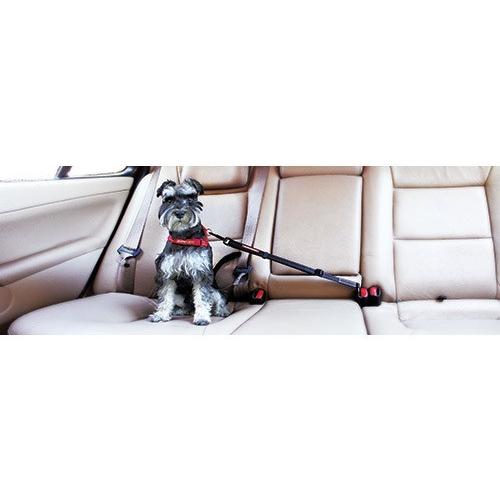 EzyDogクリック 愛犬と出かけよう！ |  | 01