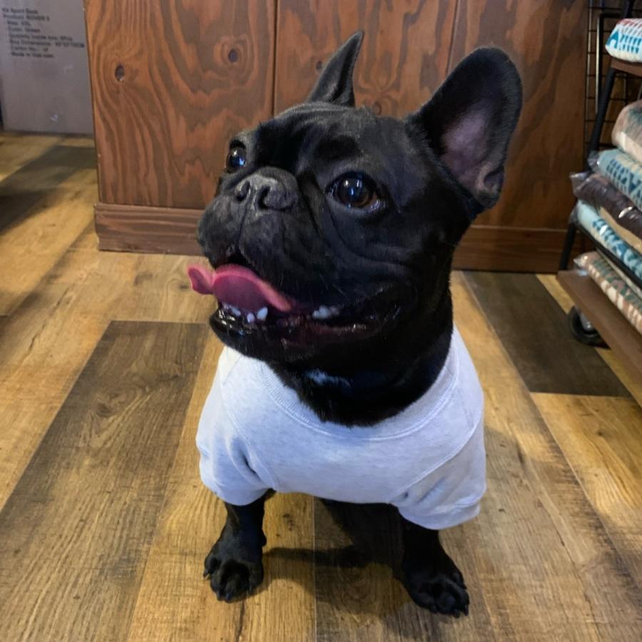 ジャクソンマティスペット ジャクソンステイツユニバーシティスウェット JACKSON MATISSE PETS JACKSON STATE UNIVERCITY Sweat / フレブル専用 |  | 08