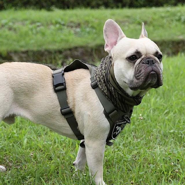 キロナイナー クーリングシュマグv2 Xs Sサイズ Cooling Shemagh Scarf ｖ２ Xs S 犬用シュマグ スカー 冷感効果 化学物質不使用 安心安全 Kil055 Out Tail Dog Outdoor Gear 通販 Yahoo ショッピング