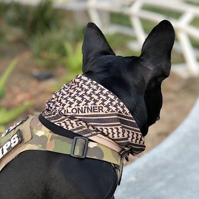 キロナイナー クーリングシュマグv2 Xs Sサイズ Cooling Shemagh Scarf ｖ２ Xs S 犬用シュマグ スカー 冷感効果 化学物質不使用 安心安全 Kil055 Out Tail Dog Outdoor Gear 通販 Yahoo ショッピング