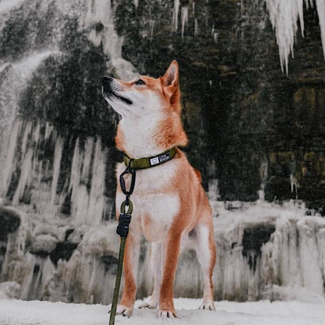 リットハウラー ドッグカラー Litto Howler Collars / 首輪 中型犬 大型犬 耐久性 強度 安全性 |  | 10