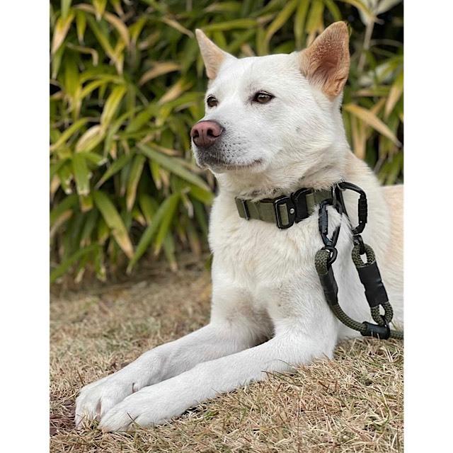 リットハウラー ノブキャッチリード Litto Howler Nobu Catch Lead / ドッグリーシュ リード 丈夫 中型犬 大型犬 |  | 05