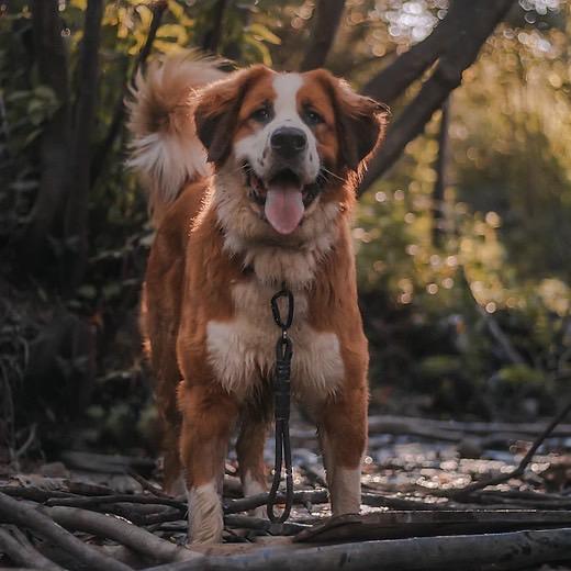 リットハウラー モンテトラフィックリード Litto Howler Monte Traffic Lead / ドッグリーシュ リード 丈夫 中型犬 大型犬 短いリード |  | 03