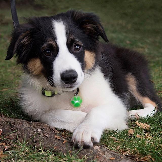 NITE IZE PET LIT セーフティライト （ナイトアイズ ペットリット） LEDライトで安全にお散歩を楽しめる！！ | NITE IZE | 04