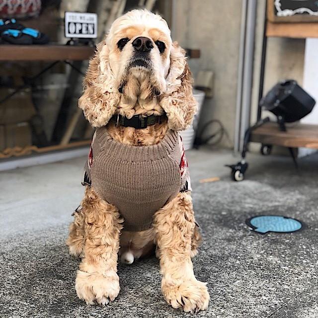 PENDLETON（ペンドルトン）犬用セーター Mサイズ 寒い日でも大丈夫！愛犬の寒さ対策に | PENDLETON | 06