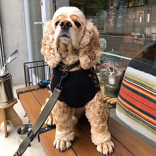 PENDLETON（ペンドルトン） 犬用セーター Lサイズ 寒い日でも大丈夫