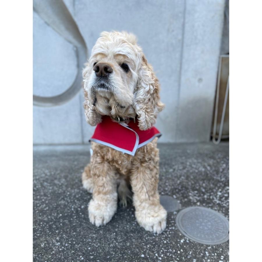 Pet Rain Coat Mサイズ (ペンドルトン) レインコート Ｍ | PENDLETON | 10