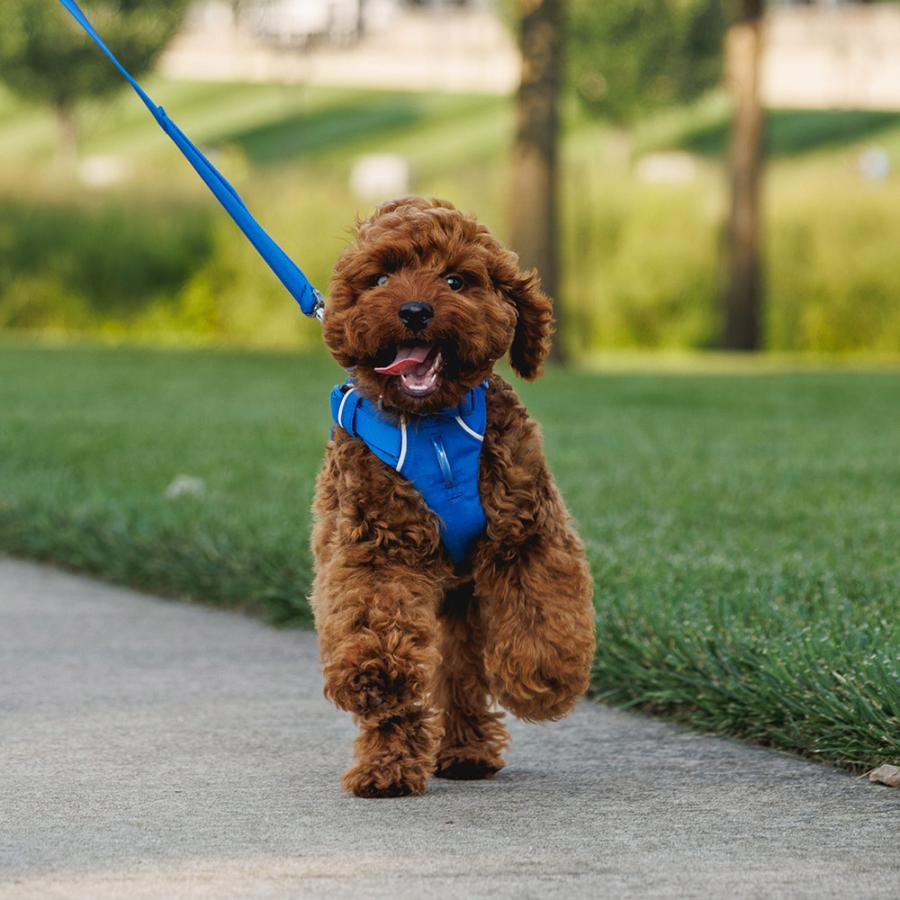 NEWカラー!!ラフウェア フロントレンジハーネス RUFFWEAR Front Range Dog Harness / 軽い 装着簡単 脱げにくい カラーが豊富 丈夫 |  | 16