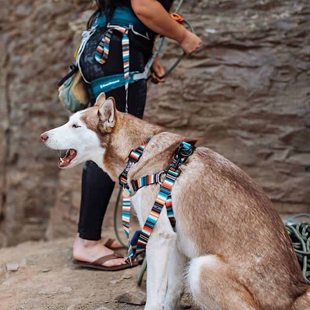 WOLFGANG MAN & BEAST 送料無料！WOLFGANG LostArt Sサイズ ハーネス