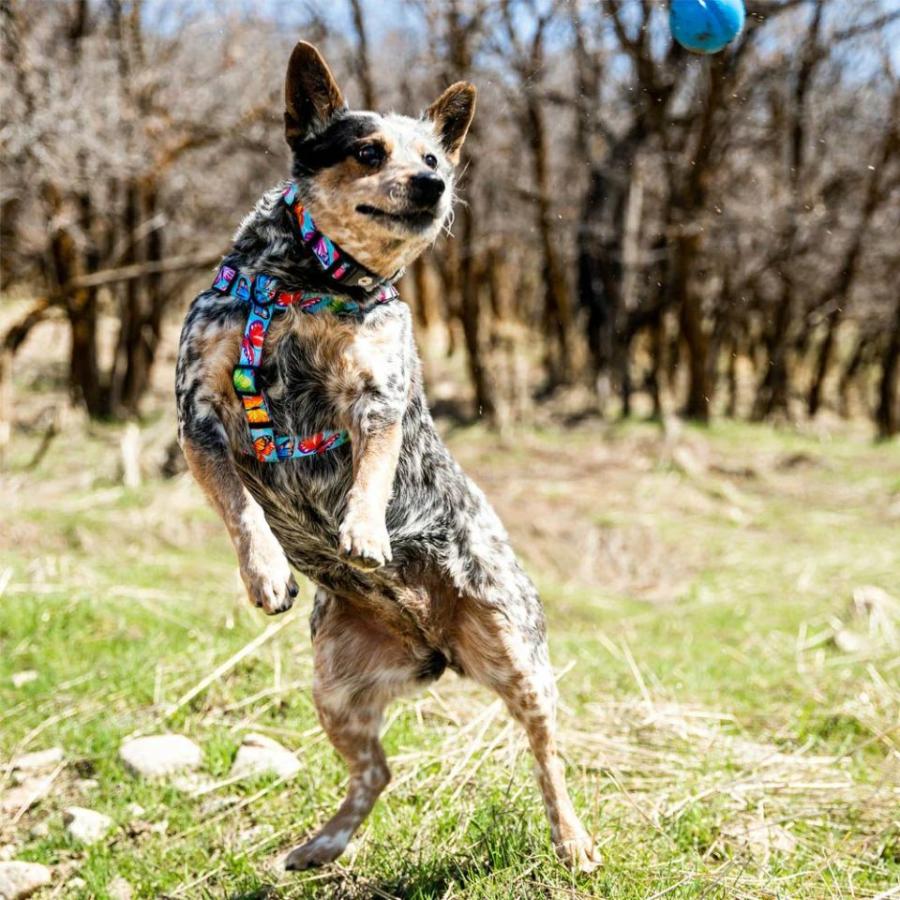 送料無料！ウルフギャング フラッターカラー/ カラー Lサイズ WOLFGANG Flutter Color COLLAR Caller Ｌ / 首輪 丈夫 軽い アメリカ おしゃれ | WOLFGANG MAN & BEAST | 02