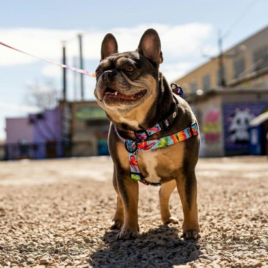 送料無料！ウルフギャング フラッターカラー/ カラー Lサイズ WOLFGANG Flutter Color COLLAR Caller Ｌ / 首輪 丈夫 軽い アメリカ おしゃれ | WOLFGANG MAN & BEAST | 03