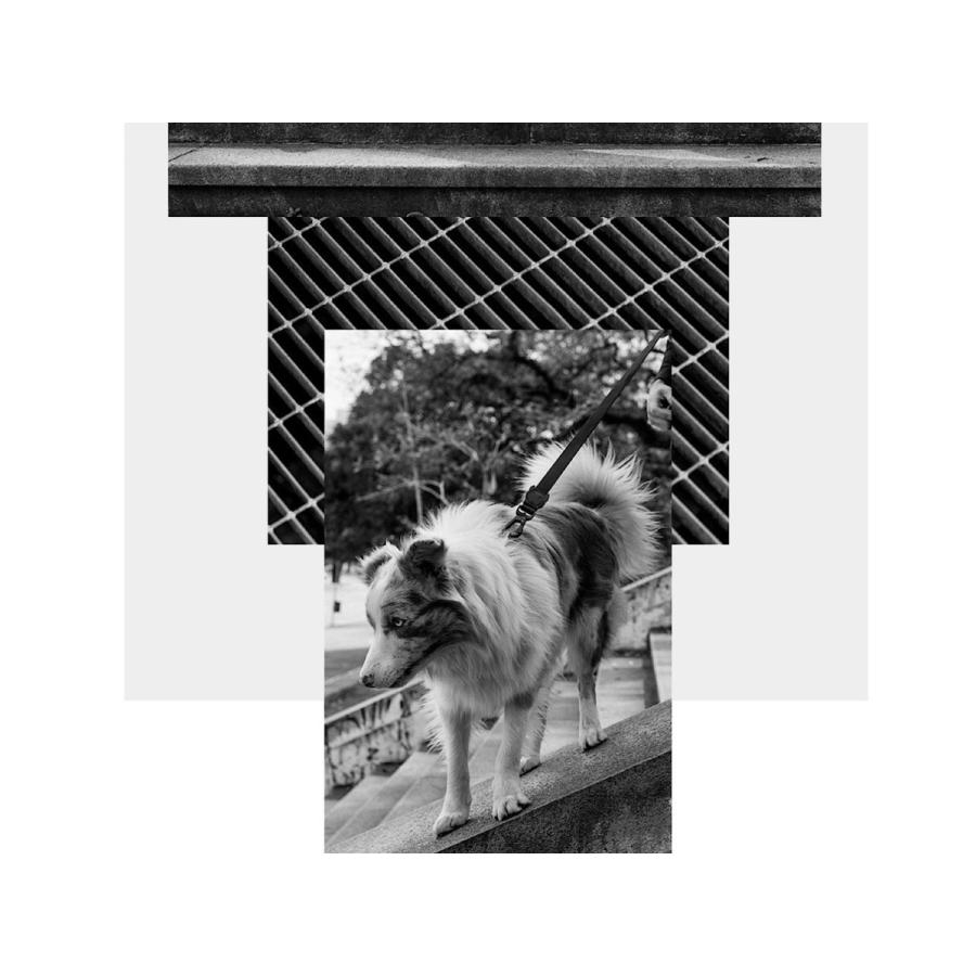 zee.dog LEASH XS GOTHAM (ジードッグ ブラジル発祥のリード ゴッサム) ＸＳサイズ |  | 01