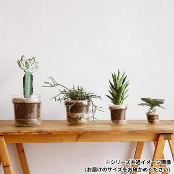 志成販売 リューズガラス プレート付きフラワーポット テーパー(LL) 372307_3