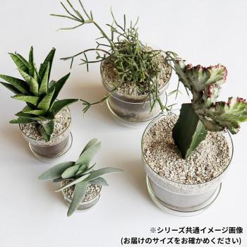 志成販売 リューズガラス プレート付きフラワーポット テーパー(LL) 372307_6
