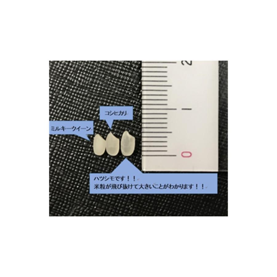 ハツシモ 玄米 お米 2kg 岐阜県産 美濃ハツシモ 7年産 : 無農薬・減 