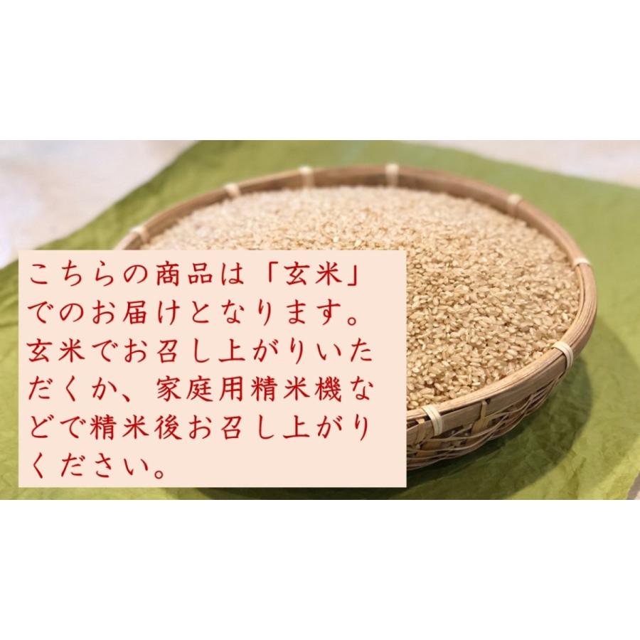 ハツシモ 玄米 お米 2kg 岐阜県産 美濃ハツシモ 7年産 : 無農薬・減 