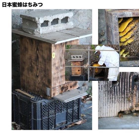 はちみつ はちみつ 熊本県産の濃厚くりーみー　地蜂蜜　1kg X 5 産地直送｜owl-food｜02