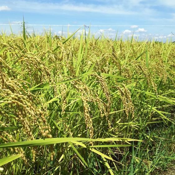 米・穀物 米/精米 ごはん大好き！菜園家族の旅するお米「コシヒカリ」〈白米〉 産地直送｜owl-food｜02