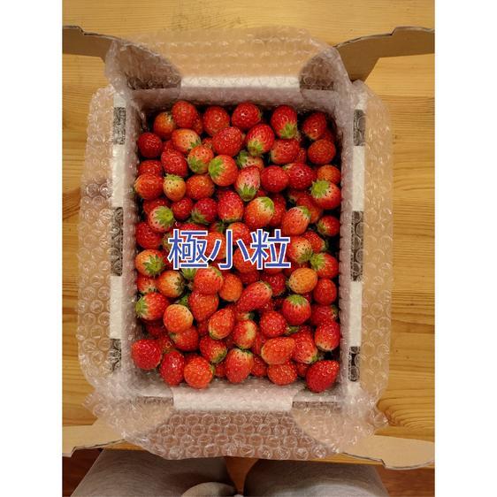 果物 いちご 栃木の小粒とちおとめ 産地直送｜owl-food｜03