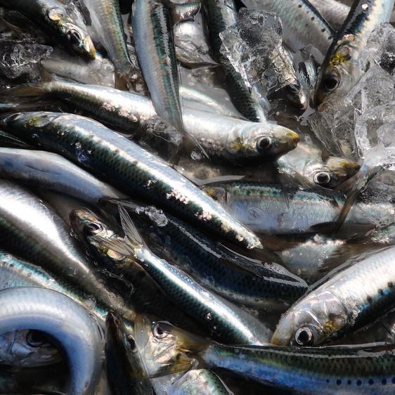 魚介類 その他魚介 真いわし冷凍(食用、餌用)5kg 産地直送 魚介類 その他魚介 真いわし冷凍(食用、餌用)5kg 産地直送