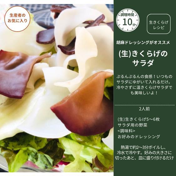 野菜 きのこ <生きくらげ>黒あらげきくらげ2kg(高知県仁淀川町産) 産地直送｜owl-food｜08