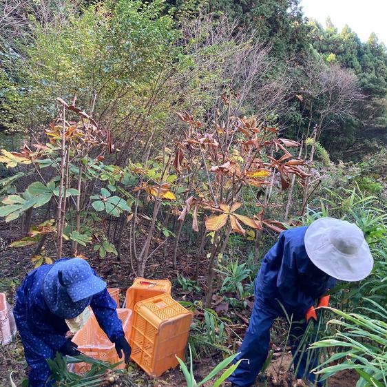 野菜 薬味 高知土佐四万十生姜 500g【栽培時農薬・化学肥料不使用】 産地直送｜owl-food｜03