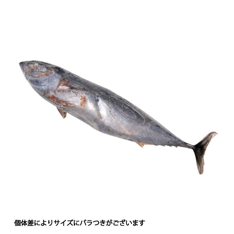 海上釣堀エサ 冷凍ソーダカツオ 冷凍餌 クール便利用 : OZATOYA - 通販