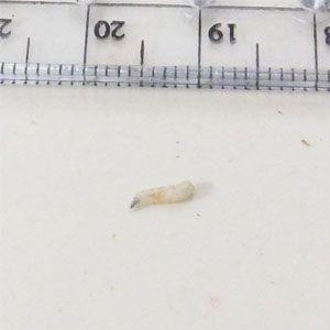 マルハ ワカサギ用生きエサ チョビ虫 特選ラビット お取り寄せ Ozatoya 通販 Yahoo ショッピング