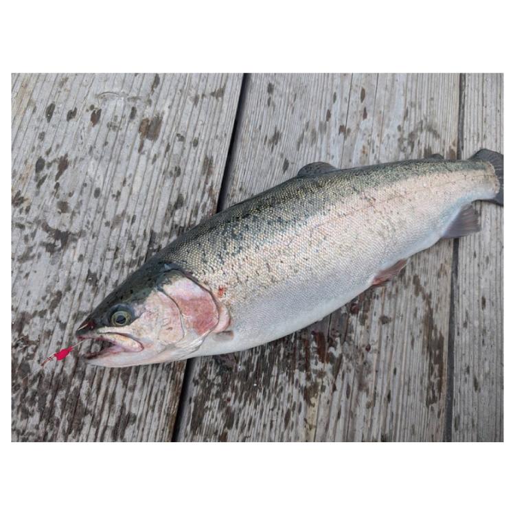 DAIWA（ダイワ） 海上釣堀仕掛け 海上釣堀サーモンダイバーSS DAIWA