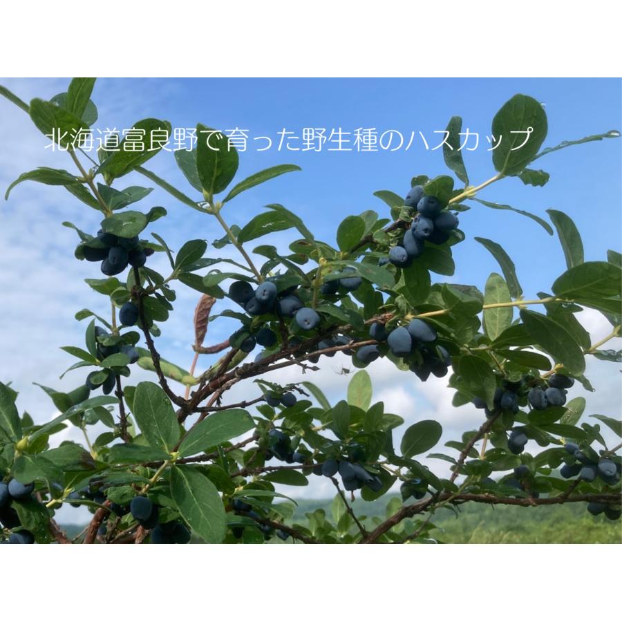 冷凍ハスカップ1kg 北海道富良野から直送 採れたて急速冷凍 : 小澤