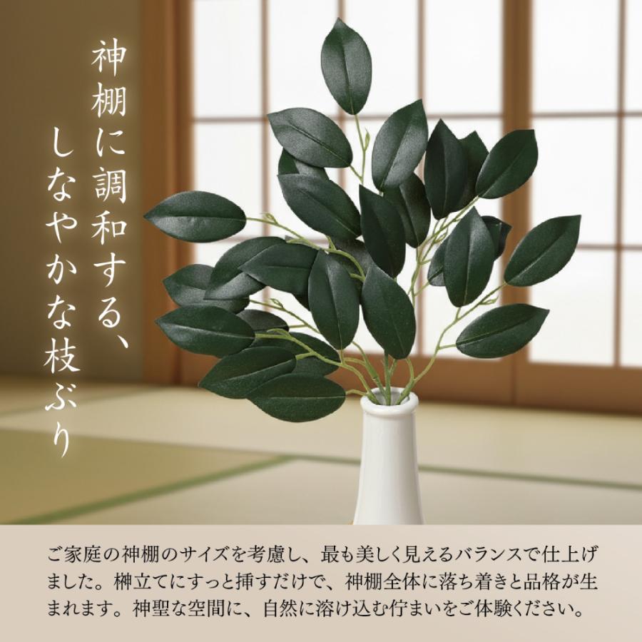 鉢植え榊サカキ 二本セット 【公式通販】