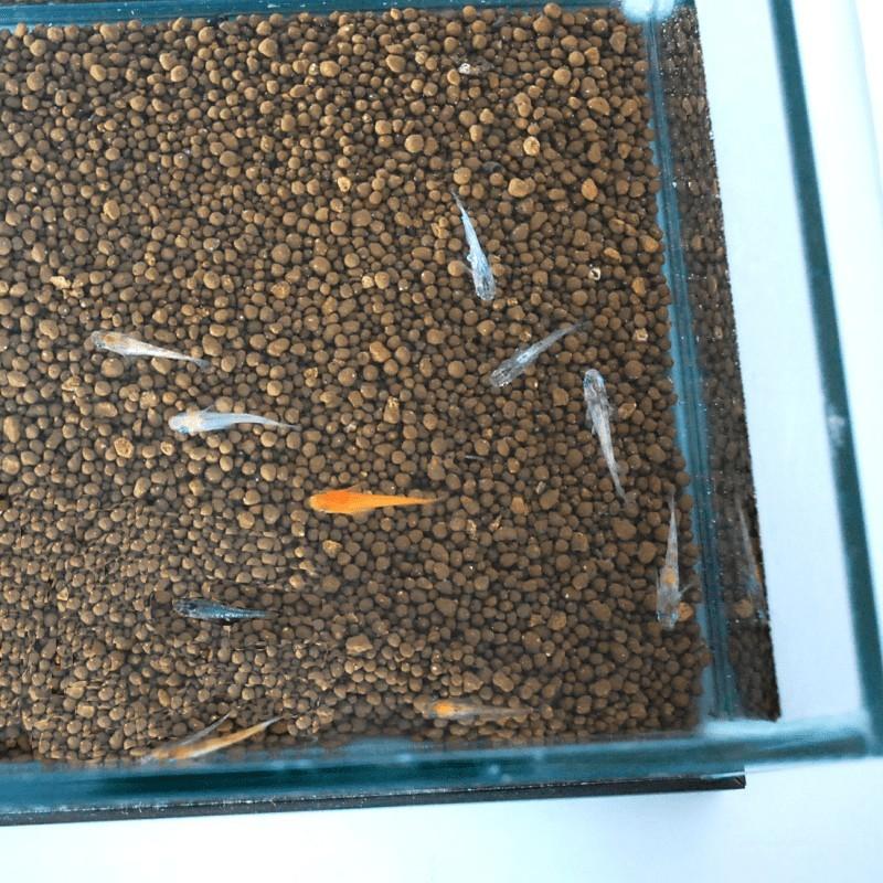 再再販 めだか飼育初心者セット メダカ5匹 水槽 2 6l ソイル1kg ブラウン めだかの餌50g すくい網 18cm 小さい 正方形 水そう すいそう 高い素材 Www Aqtsolutions Com