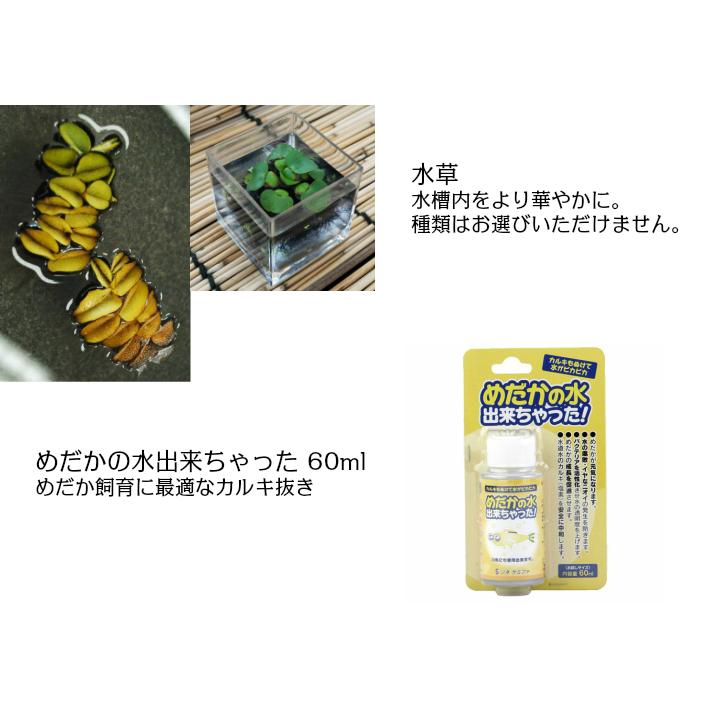 送料無料 めだか飼育初心者セット メダカ10匹 飼育用品5点 Medaka Beginner Set P F ペット アンド フィッシュ 通販 Yahoo ショッピング