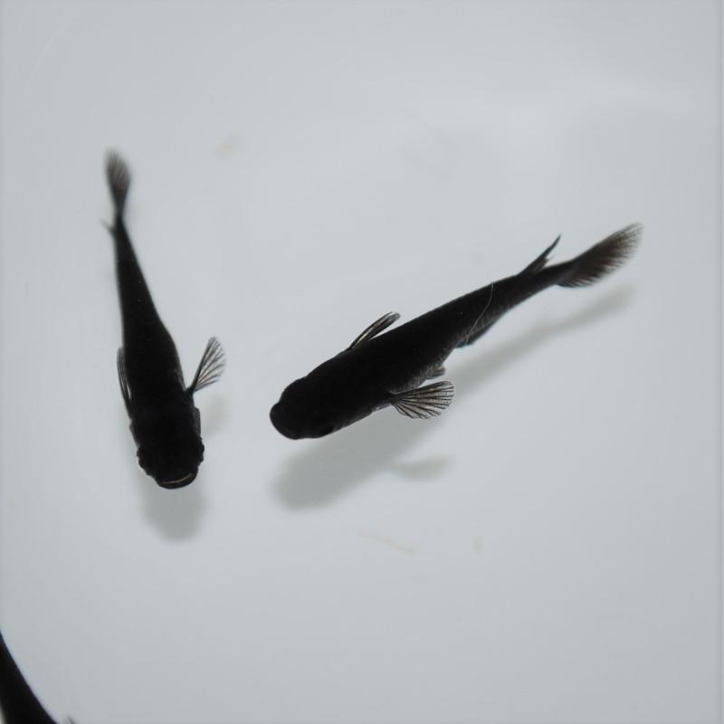 めだか 生体 長州夢めだか オロチ 5匹セット 成魚 黒体色 ブラックメダカ 観賞魚 淡水魚 アクアリウム 山口県産 Oroti5 P F ペット アンド フィッシュ 通販 Yahoo ショッピング