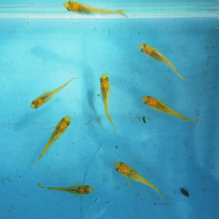 長州夢めだか 黄金メダカ 透明燐 ヒカリ 5匹セット 成魚 Oukansiragiku5 P F ペット アンド フィッシュ 通販 Yahoo ショッピング