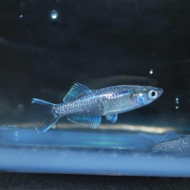 めだか 生体 長州夢めだか 雷電 5匹セット 成魚 青体色 ヒカリ体型 人気 観賞魚 淡水魚 アクアリウム 山口県産 Raiden5set P F ペット アンド フィッシュ 通販 Yahoo ショッピング