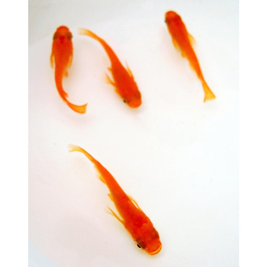 めだか 生体 長州夢めだか 楊貴妃 10匹セット 成魚 朱赤体色 赤めだか 観賞魚 淡水魚 アクアリウム 山口県産 Youkihi5 P F ペット アンド フィッシュ 通販 Yahoo ショッピング