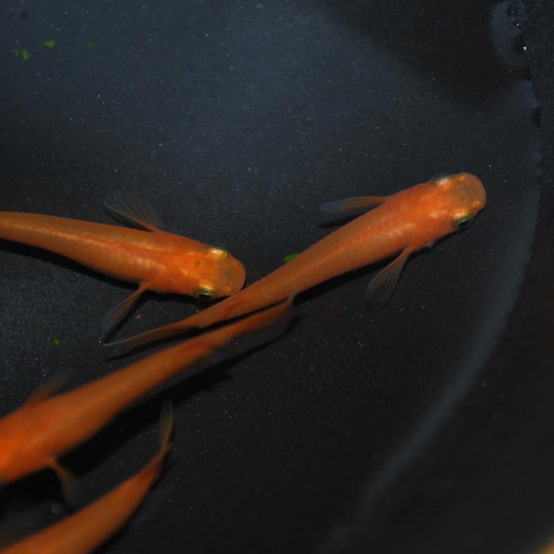 めだか 生体 長州夢めだか 楊貴妃 10匹セット 成魚 朱赤体色 赤めだか 観賞魚 淡水魚 アクアリウム 山口県産 Youkihi5 P F ペット アンド フィッシュ 通販 Yahoo ショッピング