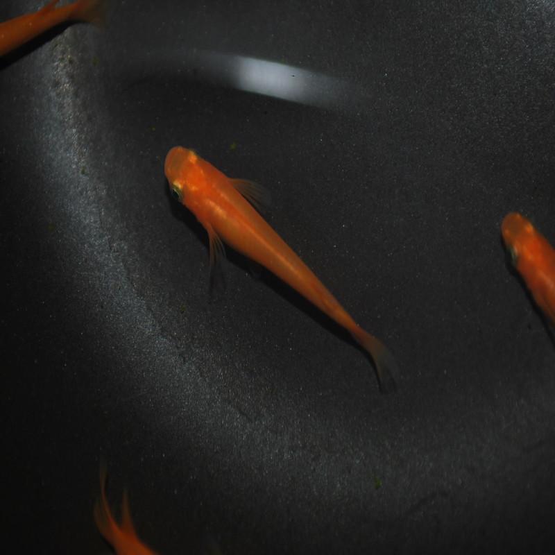 めだか 生体 長州夢めだか 楊貴妃 10匹セット 成魚 朱赤体色 赤めだか 観賞魚 淡水魚 アクアリウム 山口県産 Youkihi5 P F ペット アンド フィッシュ 通販 Yahoo ショッピング