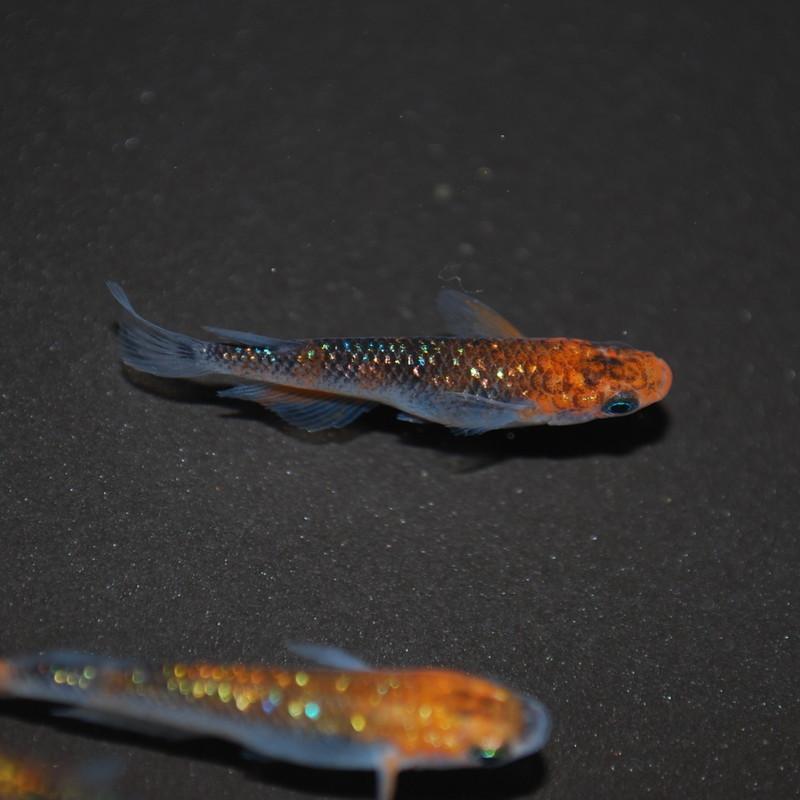 特別セーフ めだか 生体 長州夢めだか 夜桜 5匹セット 成魚 ラメ系 大人気 観賞魚 淡水魚 アクアリウム 山口県産 Cefasformazione It