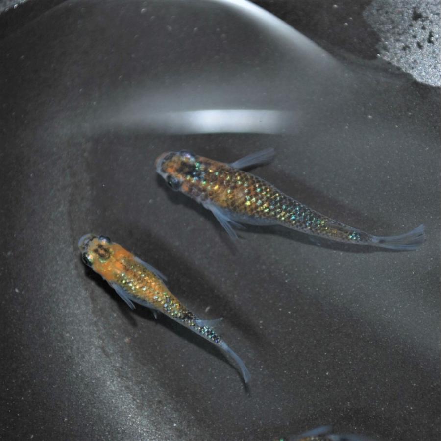 特別セーフ めだか 生体 長州夢めだか 夜桜 5匹セット 成魚 ラメ系 大人気 観賞魚 淡水魚 アクアリウム 山口県産 Cefasformazione It