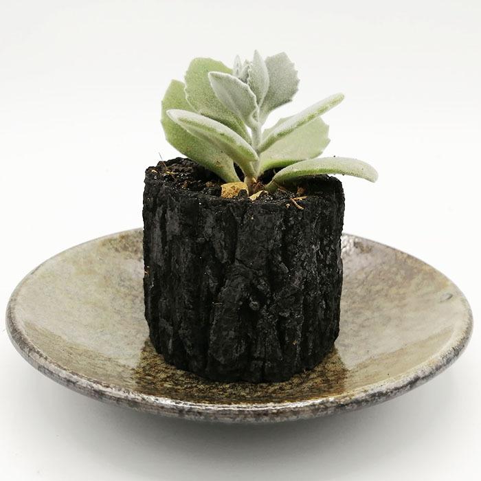 炭盆栽 ぼんさい Bonsai ミロッティ 多肉植物 備長炭 くぬぎ炭 観葉植物 室内 屋外 インテリア ガーデニング ギフト 8503 Mirotti プラスコンフォート 通販 Yahoo ショッピング