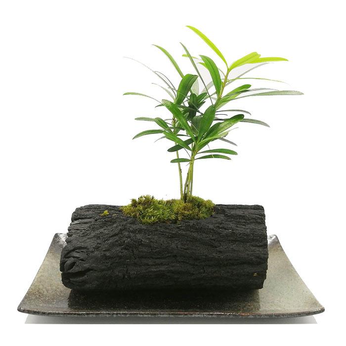 炭盆栽 ぼんさい Bonsai ラカンマキ 風水 備長炭 くぬぎ炭 観葉植物 室内 屋外 インテリア ガーデニング ギフト 8503 Rakanmaki L プラスコンフォート 通販 Yahoo ショッピング