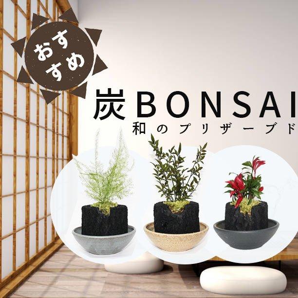 運気アップ 炭 ドライフラワー インテリア 消臭 プリザーブド 和風 洋風 くぬぎ炭 アセビ アスパラ 姫南天 贈り物 玄関 和室 増田屋 お正月 敬老の日 8516 プラスコンフォート 通販 Yahoo ショッピング